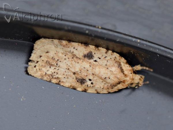 Agonopterix arenella