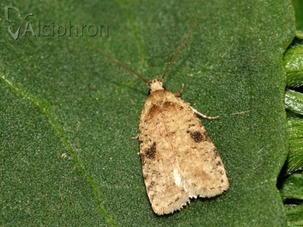 Agonopterix arenella