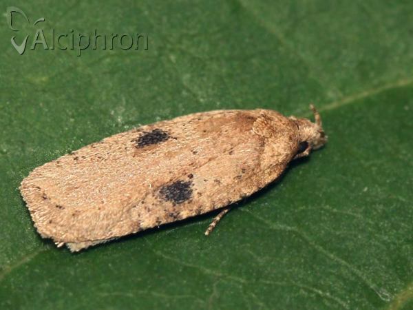 Agonopterix arenella