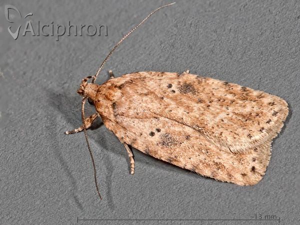 Agonopterix arenella