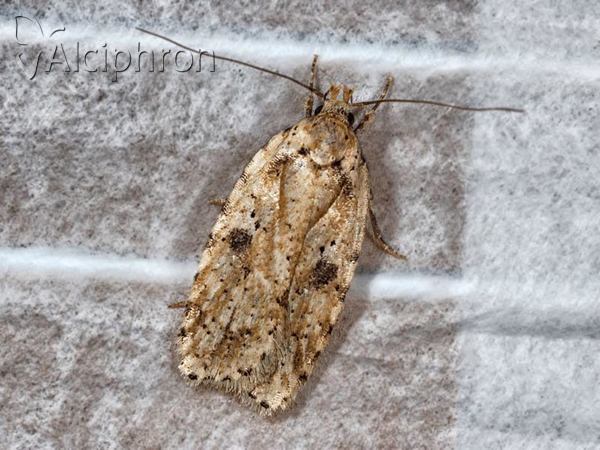 Agonopterix arenella