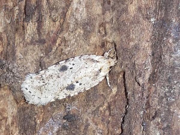 Agonopterix arenella