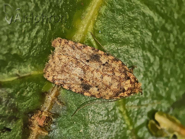 Agonopterix arenella