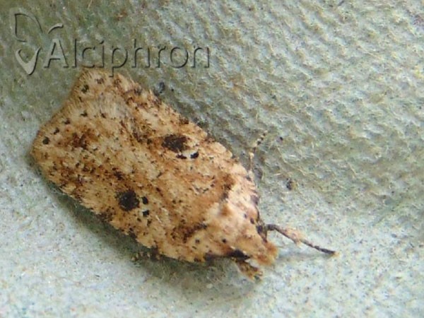 Agonopterix arenella