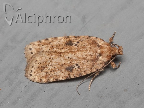 Agonopterix arenella