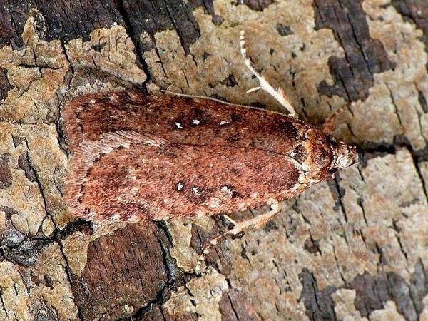 Agonopterix heracliana