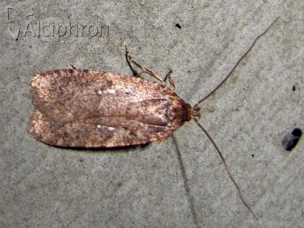 Agonopterix heracliana