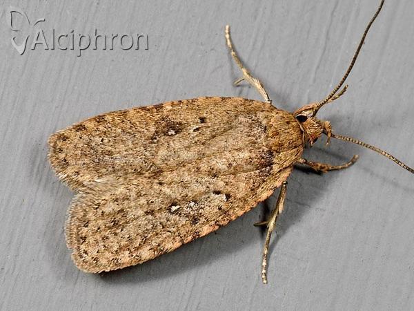 Agonopterix heracliana