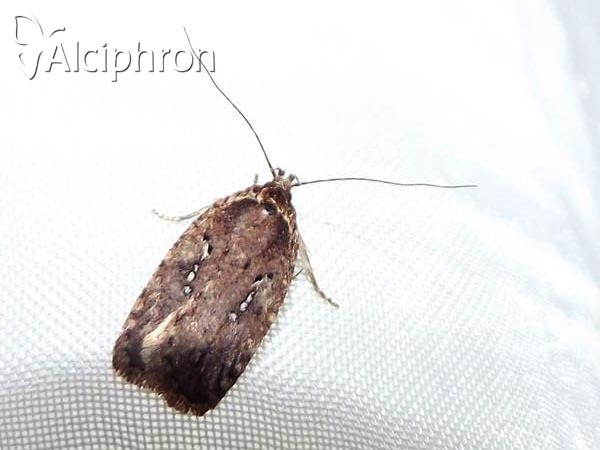 Agonopterix heracliana