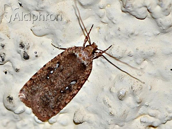 Agonopterix heracliana