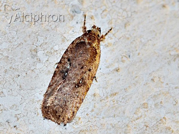 Agonopterix heracliana