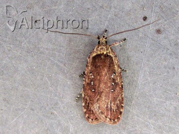 Agonopterix heracliana