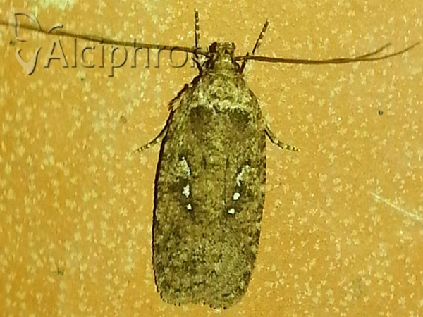 Agonopterix heracliana
