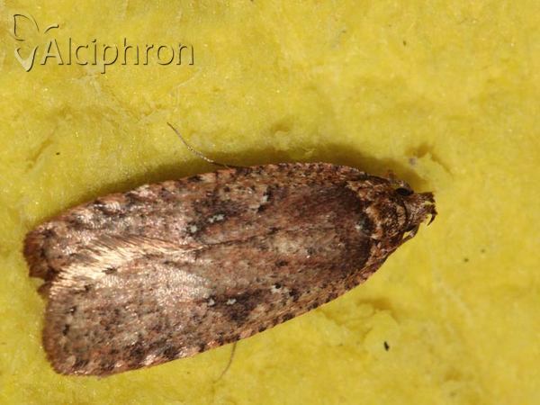 Agonopterix ciliella