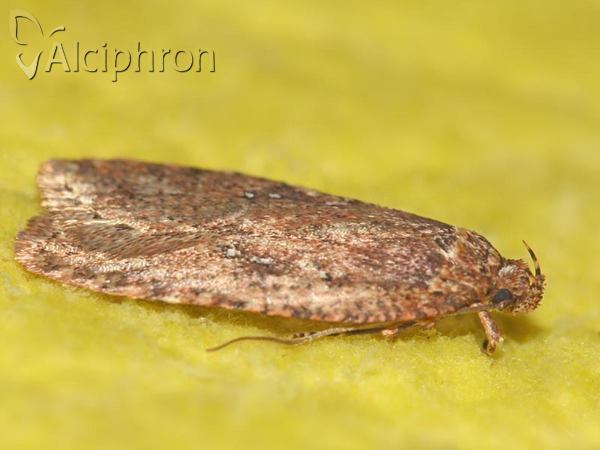 Agonopterix ciliella