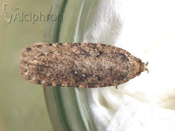 Agonopterix ciliella