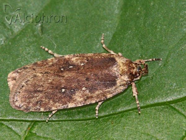 Agonopterix ciliella