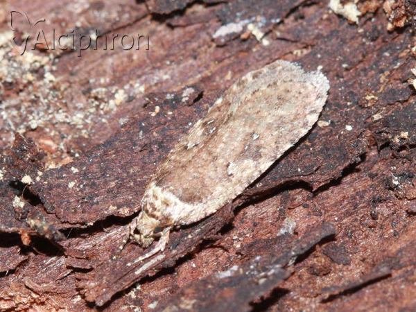 Agonopterix ciliella