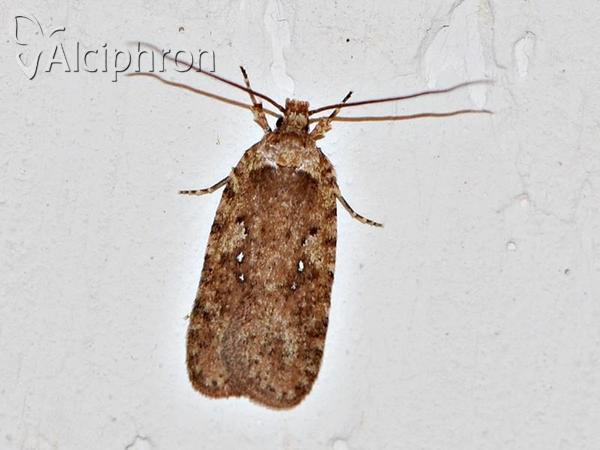 Agonopterix ciliella