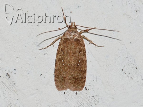 Agonopterix ciliella
