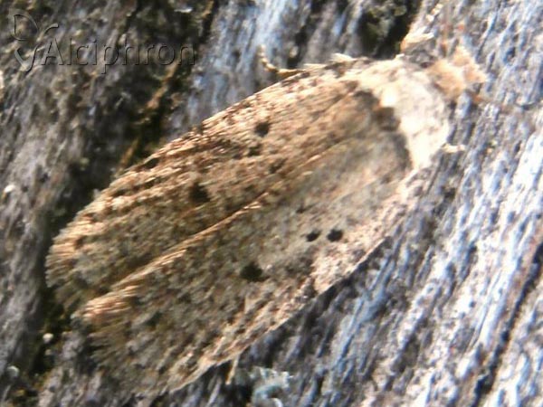 Agonopterix adspersella