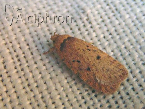 Agonopterix adspersella