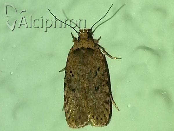 Agonopterix adspersella