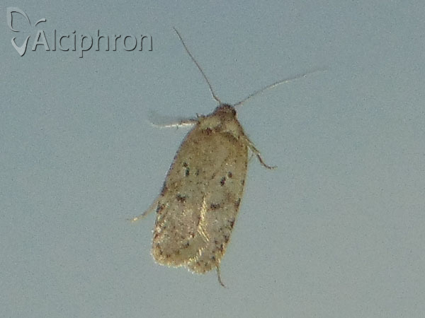 Agonopterix curvipunctosa