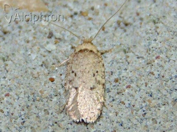 Agonopterix curvipunctosa
