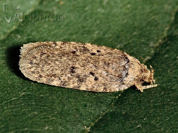 Agonopterix curvipunctosa