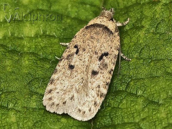 Agonopterix curvipunctosa