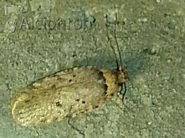 Agonopterix curvipunctosa