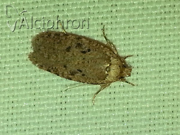 Agonopterix curvipunctosa