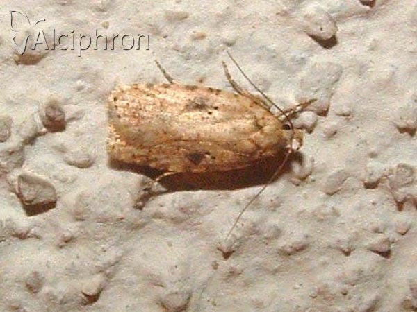 Agonopterix assimilella