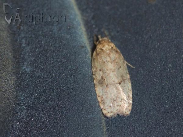 Agonopterix assimilella