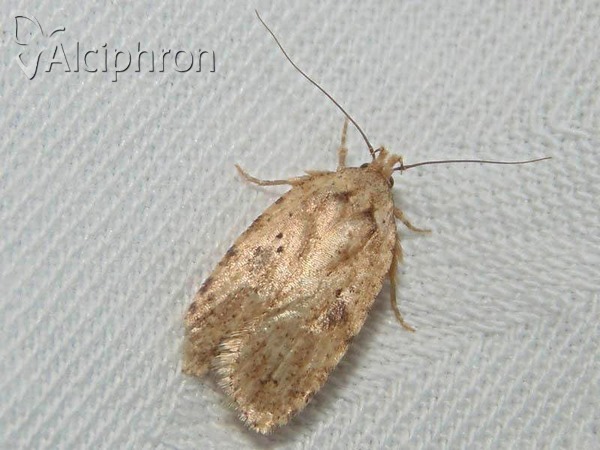 Agonopterix assimilella