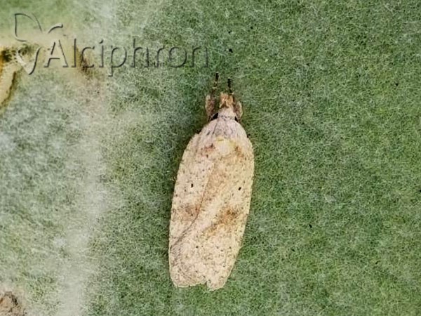 Agonopterix assimilella