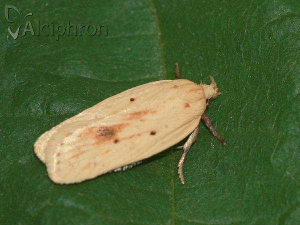 Agonopterix kaekeritziana