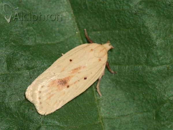 Agonopterix kaekeritziana