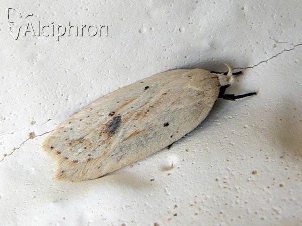 Agonopterix kaekeritziana