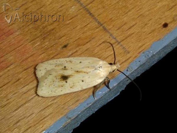 Agonopterix kaekeritziana