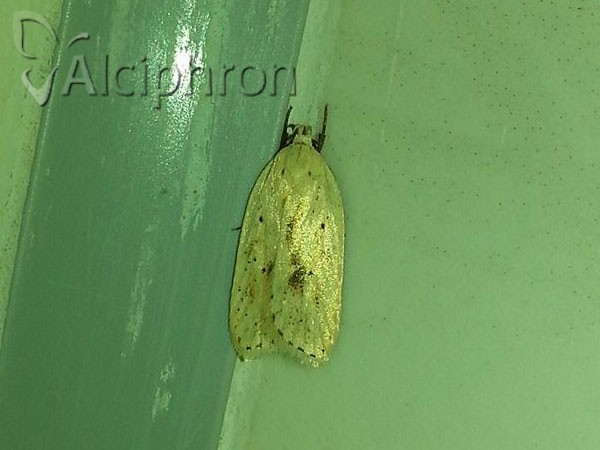 Agonopterix kaekeritziana