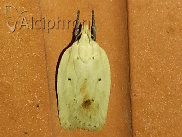 Agonopterix kaekeritziana