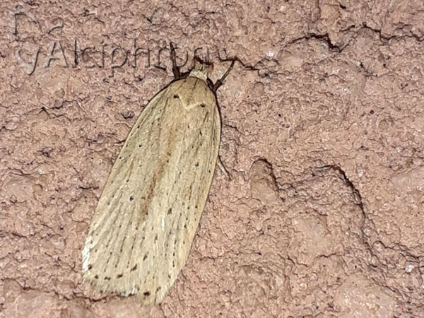 Agonopterix pallorella