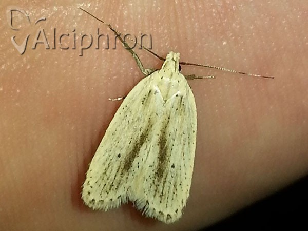 Agonopterix pallorella