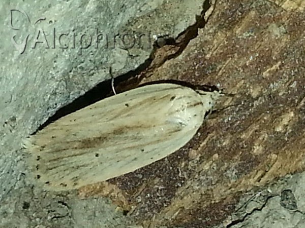 Agonopterix pallorella