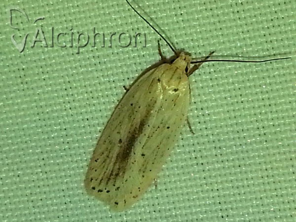 Agonopterix pallorella