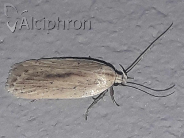 Agonopterix pallorella