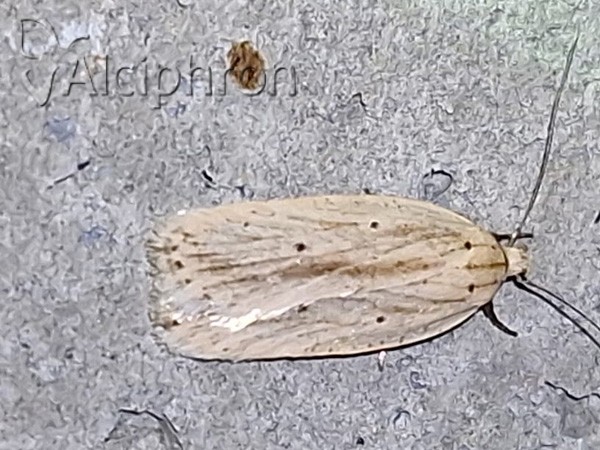 Agonopterix pallorella