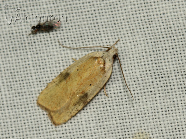 Agonopterix nervosa